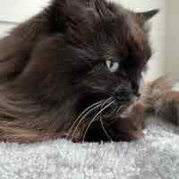 Mel the cat